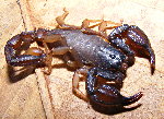 Scorpions