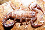 Scorpions