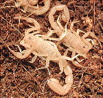 Scorpions