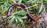 Vietnamese Giant Centipede