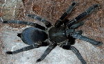 Black Whistling Spider