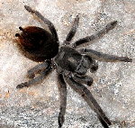 Chiricahua Black Dwarf