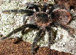 Costa Rican Red