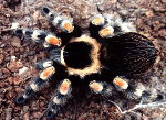 Mexican Redknee