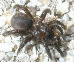 African Black Trapdoor Spider