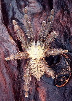 Malaysian Earthtiger