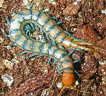 Tanzanian Neon Blue Leg Centipede