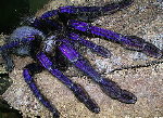 Singapore Blue
