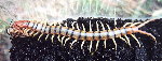 Tiger Centipede