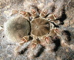 Goliath Birdeater