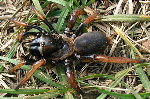 African Redleg Trapdoor Spider