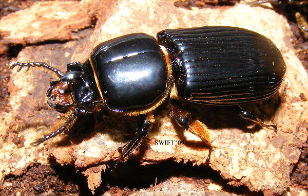 Patent-Leather Beetle