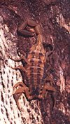 Scorpions