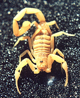 Scorpions for Sale